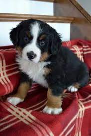 Because this is a mixed breed, a miniature bernese mountain dog can take on the traits of either or both of their parent breeds. Bernese Mountain Dog Puppies For Sale Lancaster Puppies Cutestpuppiesintheworldforsale Hunde Berner Senner