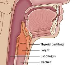 We've also got the parathyroid glands behind the thyroid. Primary Neck Cancer Anatomy