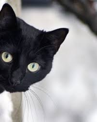 Follow Us Best Cute Cats If You Are A Real Cat Lover We Publish Cute Cats Photo And Amazing Videos Cats Catofthe Kara Kedi Guzel Kediler Sevimli Kediler