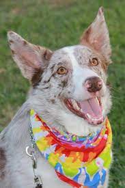 Adopt Reese On Petfinder Shepherd Mix Dog Animals Friends Lucky Dog