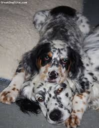 Black And White English Setter Puppies For Sale Pin By Patty Welch On Llewellin Setters English Setter Dogs English Setter Puppies Setter Puppies