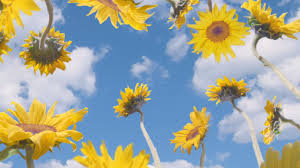 Find tyler the creator albums image, wallpaper and background. Tyler The Creator Sunflowers Tyler The Creator Wallpaper Tyler The Creator Aesthetic Tyler The Creator