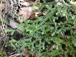 Image result for Selaginella versicolor