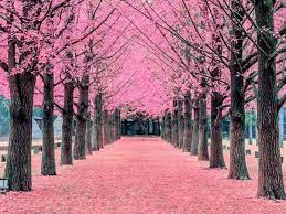 Jadi, siapkan agen perjalanan kamu untuk berbagai kebutuhan melihat bunga sakura di korea selatan. Prediksi Jadwal 7 Festival Sakura Di Korea 2020 Kapan Dan Di Mana