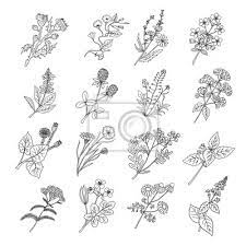 Visualizza altre idee su disegno fiori, disegni, fiori. Disegni Di Sketch Botanici Illustrazione Vettoriale Di Fiori Manifesti Da Muro Poster Monocromatico Dettagliato Vario Myloview It