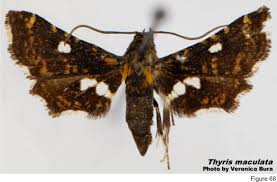 The word moth is likely to draw a very hideous image in your mind and you probably might end up picturing drab brown. Description Of Families Of Lepidoptera