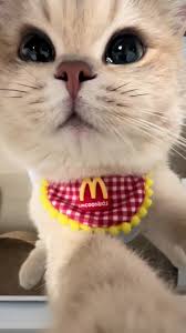 dearie (@jackiechanactiontracking)'s videos with 原创音乐