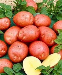Potatoes Rosagold Fruit Veg From Spalding Bulb Fruit And Veg Fruits And Vegetables Fruit