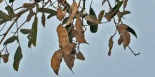 Image result for Philenoptera