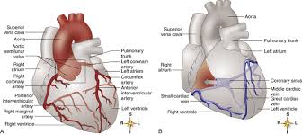Select from premium heart arteries images of the highest quality. Functional Anatomy Of The Cardiovascular System Clinical Gate