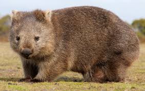 Image result for Southern hairy-nosed wombat
