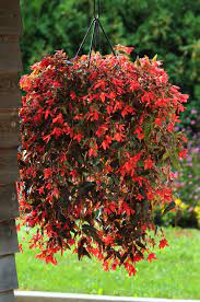 Pin On Gardening