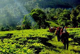 About gunung mas pada awalnya adalah sebuah rumah yang dibangun di sebuah lembah di lokasi pertambangan kapur. Agrowisata Gunung Mas Di Puncak Bogor Keindahan Kebun Teh