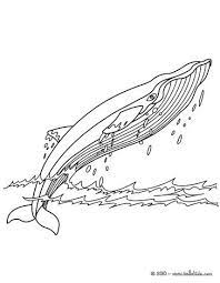 Whale Coloring Pages Humpback Whale Whale Coloring Pages Whale Drawing Shark Coloring Pages