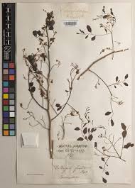 Image result for Pseudovigna