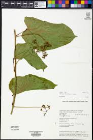 Image result for Adenia zambesiensis