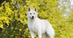 The first registered german shepherd dog jonathan: White German Shepherds Temperament Behavior Health Care And Training Tips