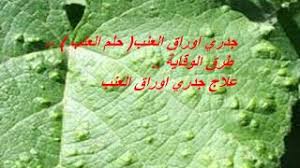 المهندس الزراعي جدري اوراق العنب حلم العنب طرق الوقاية ع Blog Posts Blog