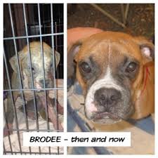 Jun 04, 2021 · boxer dogs for adoption near plano, texas, usa, page 1 (10 per page) puppyfinder.com is proud to be a part of the online adoption community. Alamo Boxer Rescue Austin Boxer Rescue