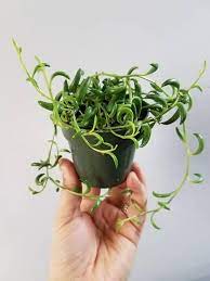 Pin On Succulents