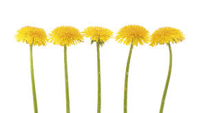 dandelions proactive healthcare dandelions proactive healthcare