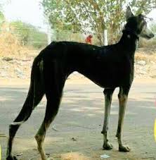 Chippiparai Pups Available For Sale South Indian Dog Breeds This video is to promote and create the awareness of our country dog to. south indian dog breeds