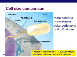 For example, they are both eukaryotic cells, both contain dna in a nucleus , and both make plant and animal cells differ in that plants have a large central vacuole, while animals have smaller vacuoles. Animal Cells Plant Cells Ppt Download