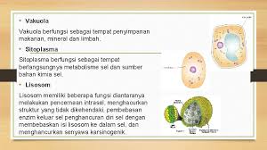 Komponen akan organel sel tersebut memiliki manfaat fungsi lainnya dari vakuola hewan adalah untuk membuang kotoran yang ada pada sel tubuh. Organel Sel Hewan Dan Fungsinya Nama Kelompok Jeffry