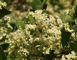 Image result for Gymnosporia