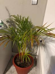 The areca palm or butterfly palm is a relatively easy care indoor houseplant that has much going for it. Guys How Many Times Do You Water Your Areca Palm Mine Was Outdoors And Noticed That It Leaves Turn Yellowish When Direct Sunlight So I Took It Indoors Beside My Window Houseplants