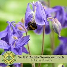 Image result for Aquilegia pompom mix