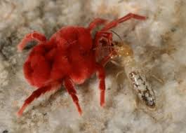 Image result for red mite