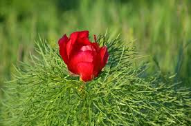 Categoria iv iucn (arie de management pentru habitat/specie). Gc6g8nb Nature Reserve From Zau De Campie Traditional Cache In Romania Created By Beenci