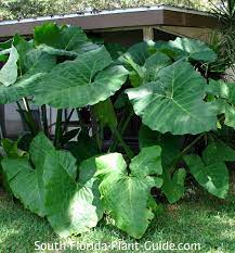 We did not find results for: Elephant Ears