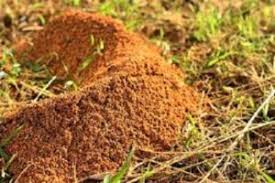 In the yard, common nest sites will usually be above water lines to. Ants In Your Yard A Problem Southernpestcontrol