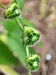 Image result for Caperonia serrata