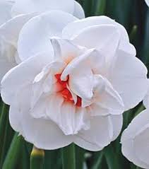 Pin On Gardening