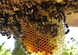 Ada banyak jenis madu murni nusantara, pemberian nama madu juga bergantung dari nectar yang dihasilkan. Inilah Kelebihan Dan Kekurangan Budidaya Lebah Madu Daerah Rri Palangkaraya