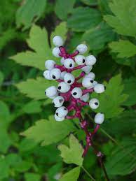 Top 10 Scary Flowers That Will Make You Sleep No More Topteny Com Plants Deadly Plants Poisonous Plants