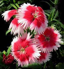 Electra Dianthus Flowers Beautiful Flowers Love Flowers