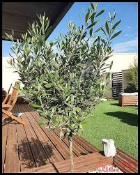 La Vie Dans Le Sud Notre Petit Olivier Qui A Trouvsa Place Id Ale Ete Summer Maison Home Jardin La Vie Dans Landscape Structure Ideal Gardens Landscape Plan
