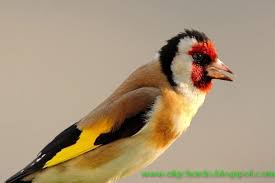 RÃ©sultat de recherche d'images pour "â€«ØµÙˆØ± Ø¹Ù† Ø§Ù„Ø­Ø³ÙˆÙ†â€¬â€Ž"