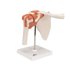 What can you tell us about how these joints work? Anatomical Teaching Models Joint Models Functional Shoulder Joint