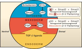 We don't know of any free file converters that will convert an xfdl file to another format. P53 Regulation Orchestrates The Tgf B Response Cell