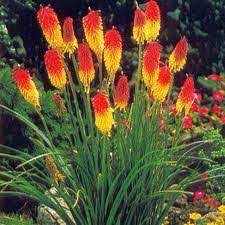 Check spelling or type a new query. Harmony Gardens Red Hot Poker Plant Flowers Perennials Different Types Of Flowers