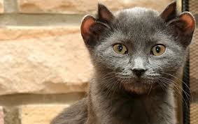 It's not difficult to recognize ear mites based on your pet's behavior and appearance. Rare Cat Born With Four Ears Fact Check