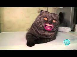 kot s gubami youtube