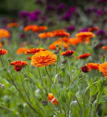 Calendula Officinalis Indian Prince Indian Prince Flower Seedlings Garden Care