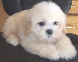 Maybe you would like to learn more about one of these? Teddy Bear Puppies For Sale Boca Raton Fl Puppies For Sale