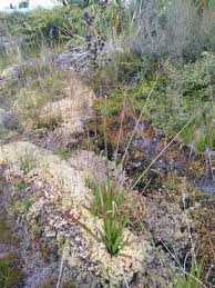 Image result for Juncus lomatophyllus